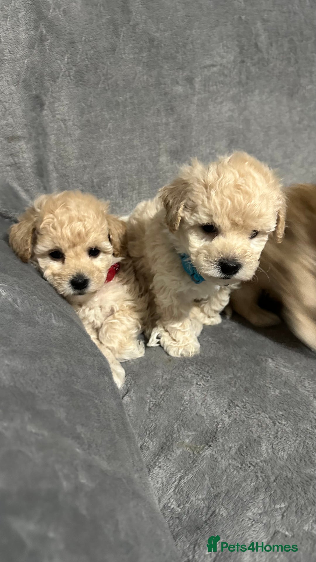 Maltipoo dogs for sale: Gorgeous F1 Toy Maltipoo Puppies  - Advert 29