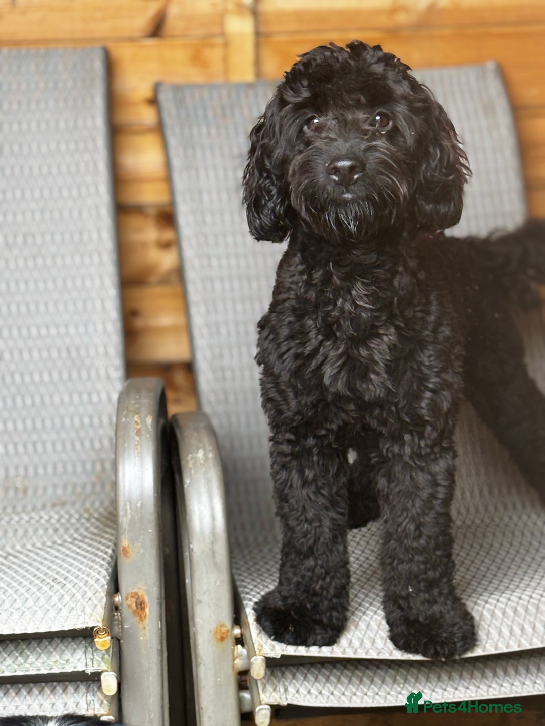 Cockapoo dogs for sale: F1b cockapoo pups  - Advert 2