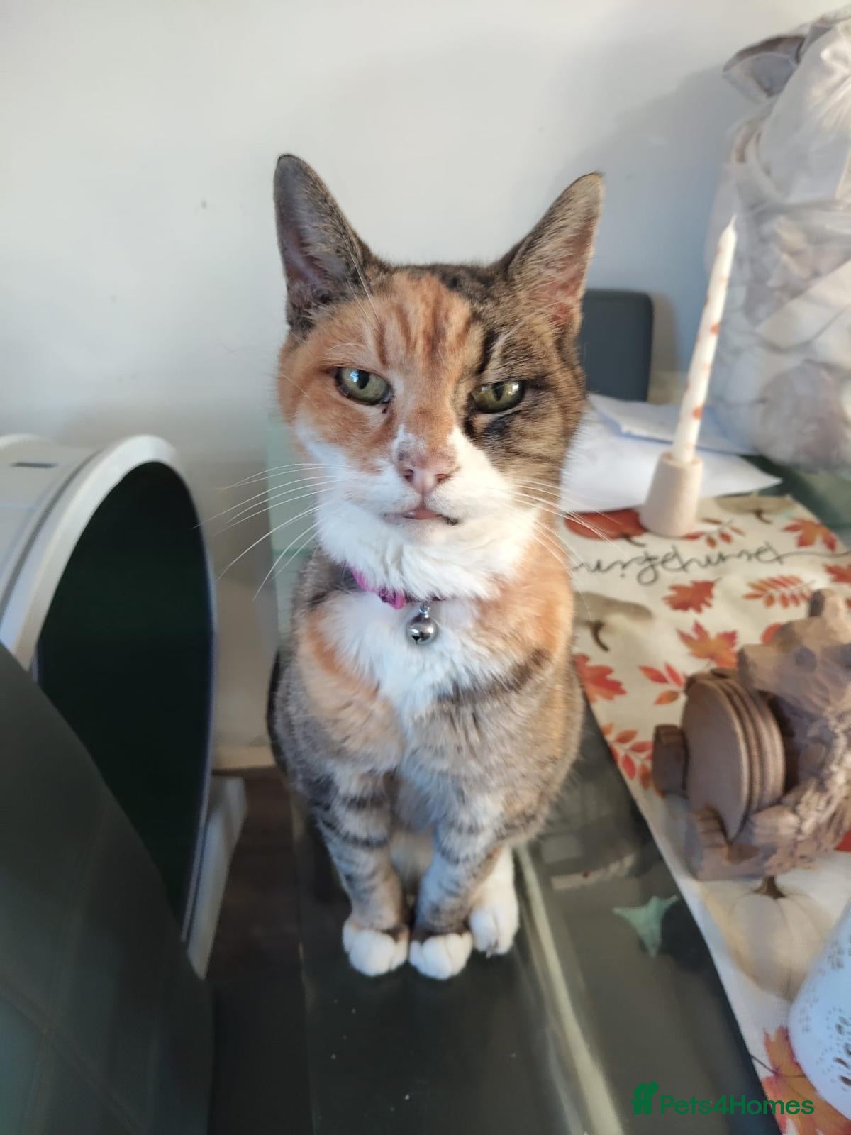 Mixed Breed cats ❤️🐱 BERNICE – LEFT BEHIND...  - Advert 16