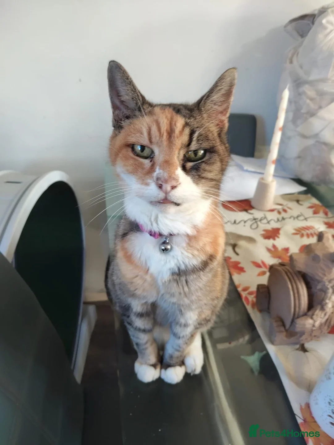 Mixed Breed cats for adoption: ❤️🐱 BERNICE – LEFT BEHIND...  in Derby - Advert 1