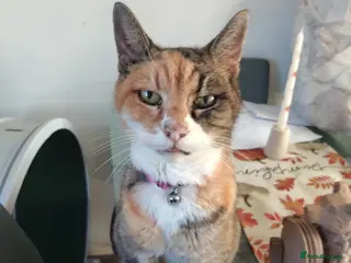 Mixed Breed cats ❤️🐱 BERNICE ❤️🐱 Spayed and Vaccinated - Advert 1