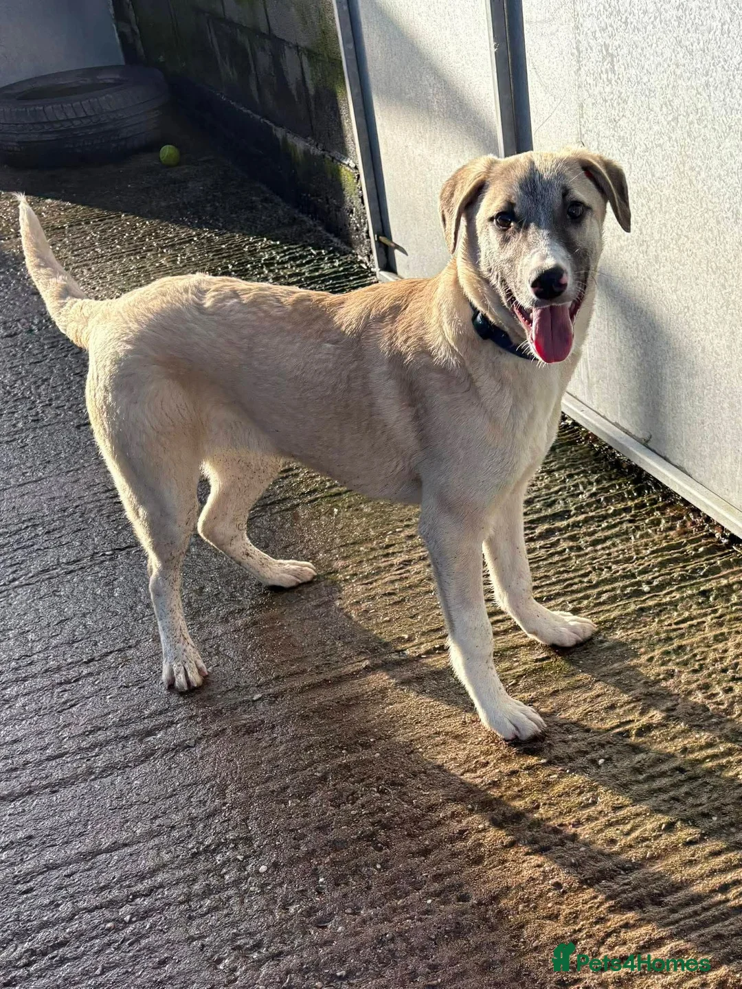 Mixed Breed dogs for adoption: Meet Oscar, currently residing in Cheshire  in Nantwich - Advert 8