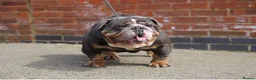 English Bulldog dogs for sale: English bulldog puppies  - Advert 6