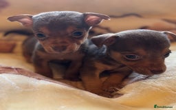 Jack Russell dogs for sale: Much Wenlock stunning miniature puppy  - Advert 33