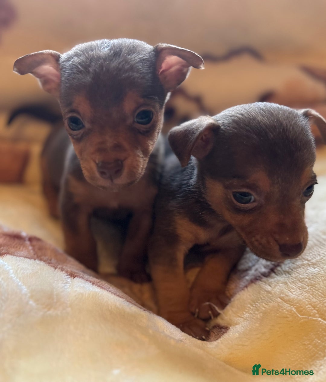 Jack Russell dogs for sale: Much Wenlock stunning miniature puppy  - Advert 33