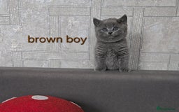 British Shorthair cats for sale: British Shorthair (last girl left) - Image 9
