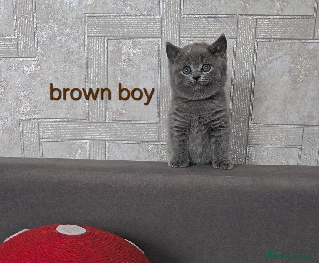 British Shorthair cats for sale: British Shorthair (last girl left) - Image 9