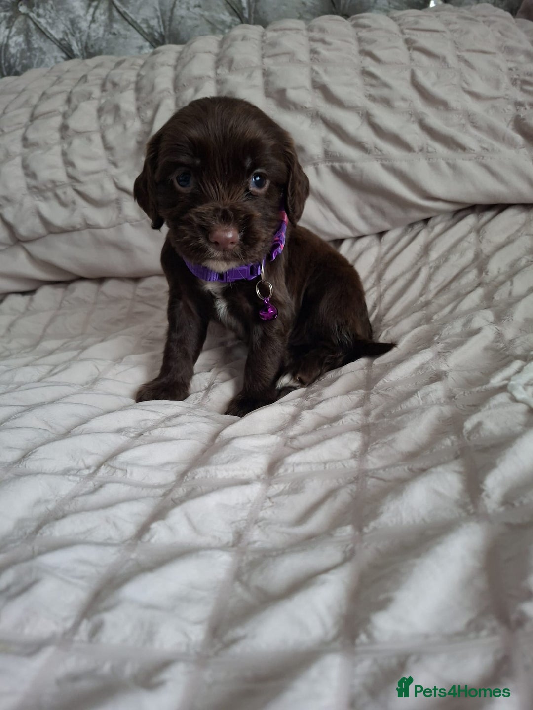 Cocker Spaniel dogs for sale: Stunning cocker spaniels for sale - Image 26