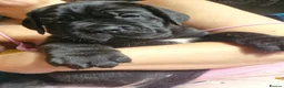 Cane Corso dogs for sale: 💜 IMPRESSIVE FULL PEDIGREE CANE CORSO LITTER 💜 - Advert 6