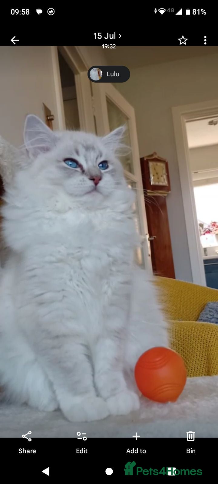 Ragdoll cats Stunning healthy ragdoll kittens  - Advert 1