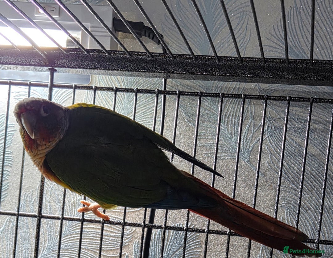 Conures birds for sale: Pineapple conure   - Advert 3