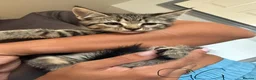 Maine Coon cats for sale: Main coon X kittens - Advert 12