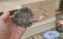 Mixed Breed cats for sale: Beautiful mixed litter - Image 3
