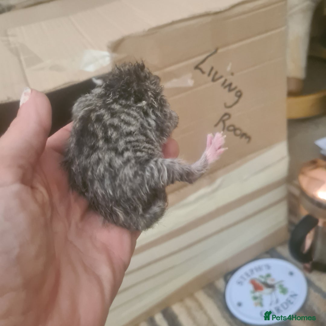 Mixed Breed cats for sale: Beautiful mixed litter - Image 3