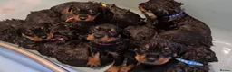 Rottweiler dogs for sale: ROTTWEILER in Skelmersdale - Advert 4