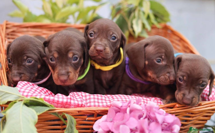 Dachshund dogs - Advert 2