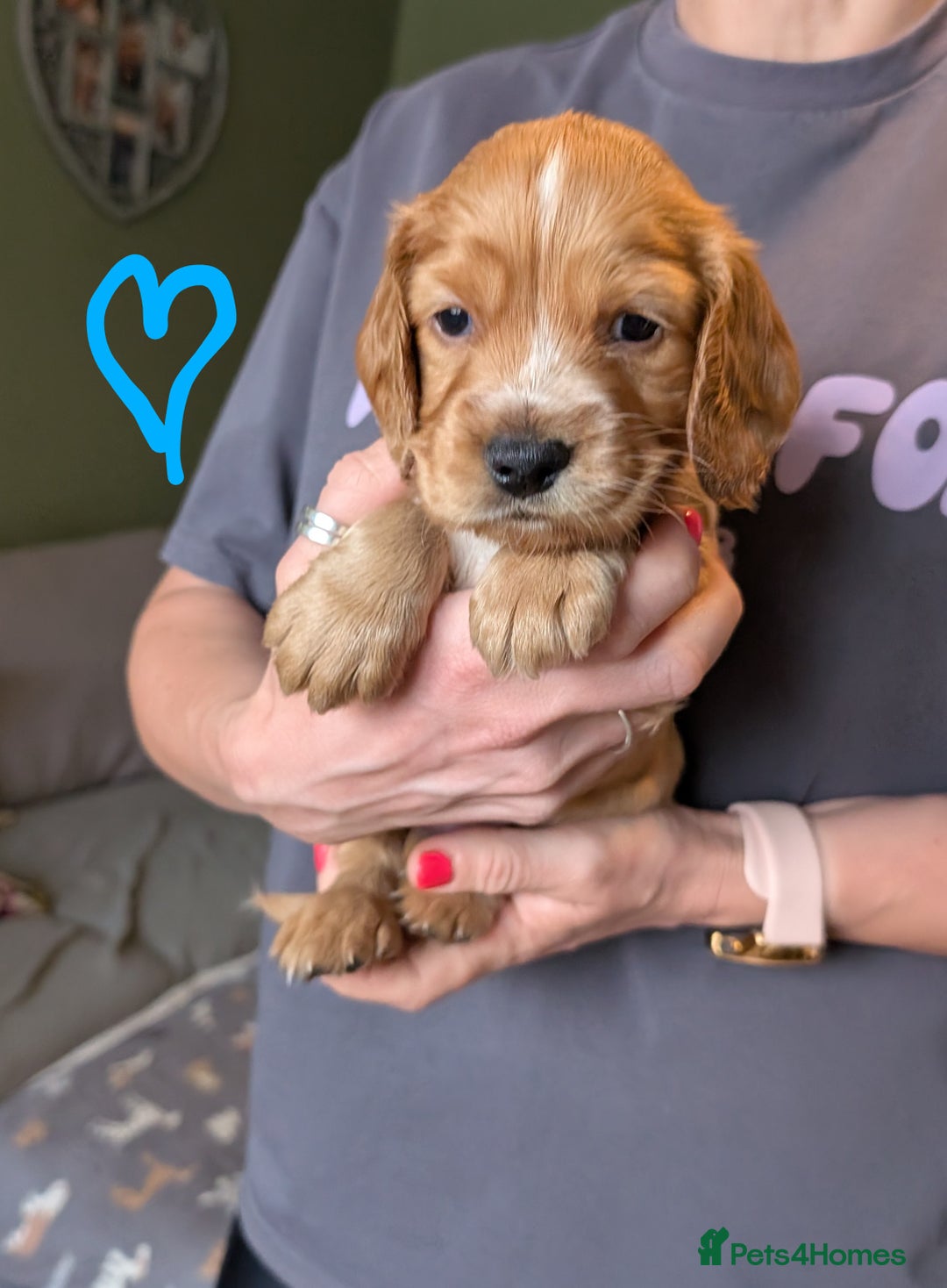 Cocker Spaniel dogs for sale: KC Registered Cocker Spaniel Puppies in Canterbury - Image 7