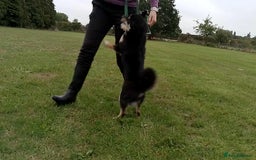 Japanese Shiba Inu dogs for sale: Two super female Japanese shiba inu  - Image 5