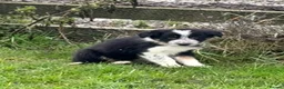 Border Collie dogs for sale: 🌟Beautiful Border Collies🌟 - Advert 9