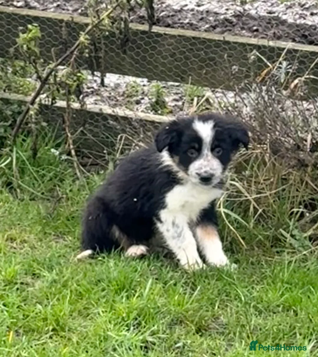 Border Collie dogs for sale: 🌟Beautiful Border Collies🌟 - Advert 9