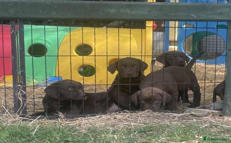 Labrador Retriever dogs - Advert 1