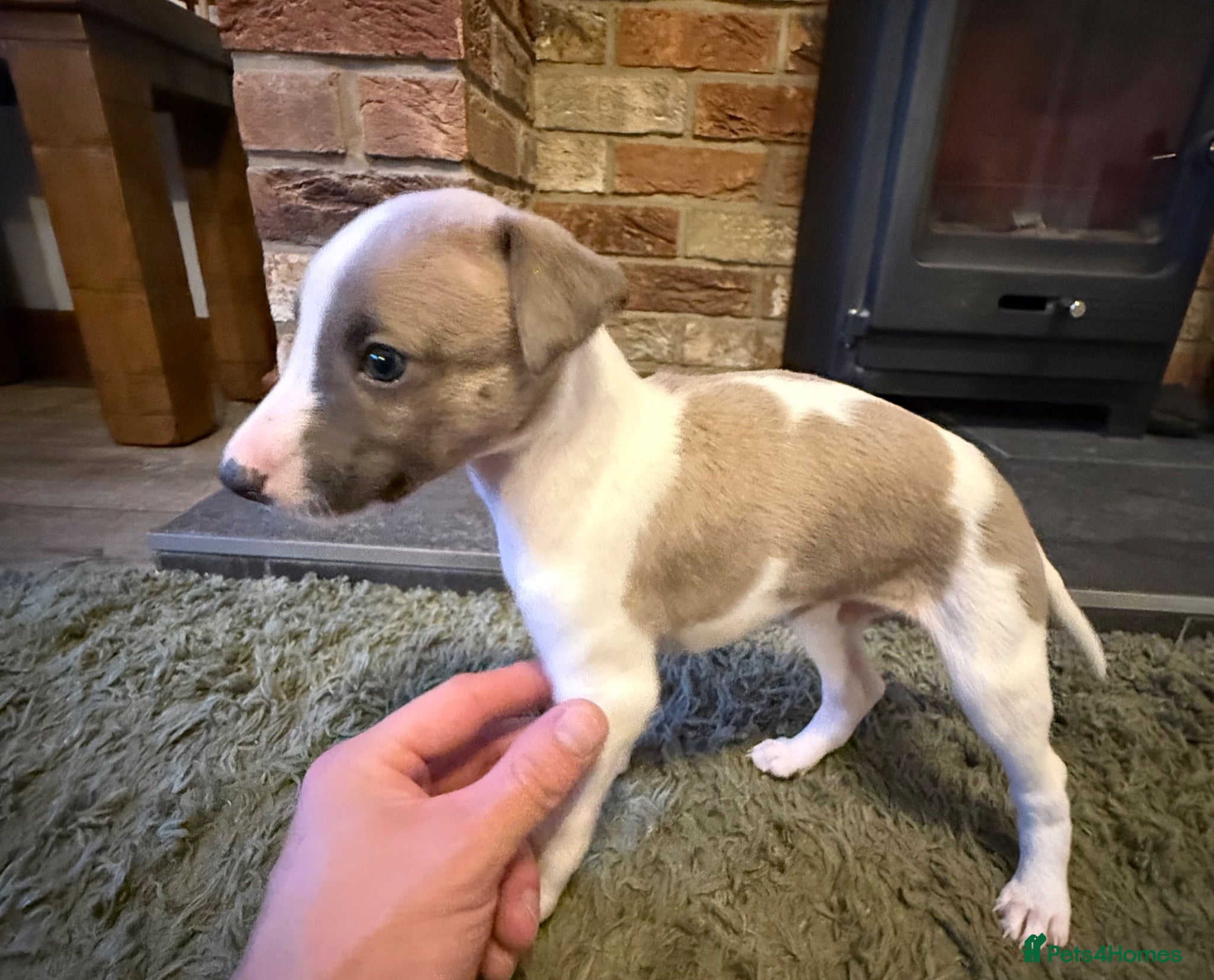 Whippet dogs Only One boy whippet left available-Kc reg parent - Advert 7