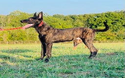 Belgian Shepherd Dog dogs for sale: Belgian Malinois / Dutch Herder  - Image 13