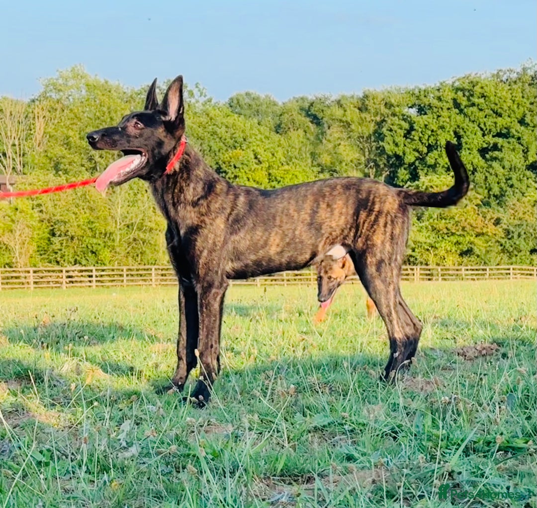Belgian Shepherd Dog dogs for sale: Belgian Malinois / Dutch Herder  - Image 13