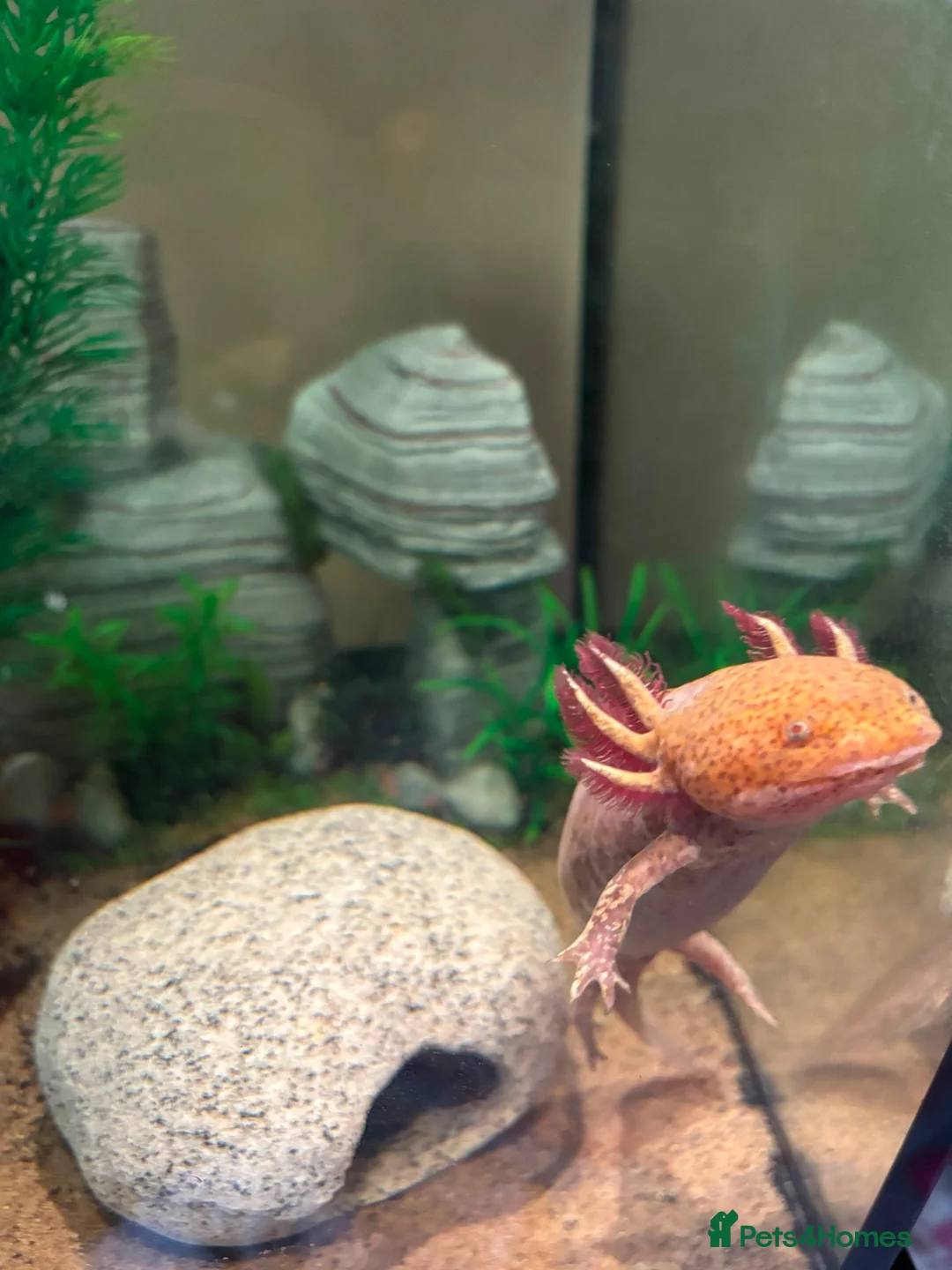 Axolotl reptiles for sale: Copper Axolotl & full tank and set up  in Wareham - Advert 3