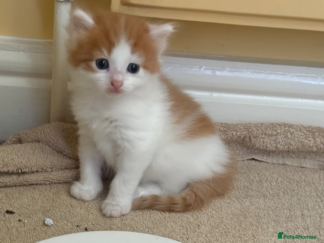 Mixed Breed cats for sale: Beautiful kittens for sale - Advert 1