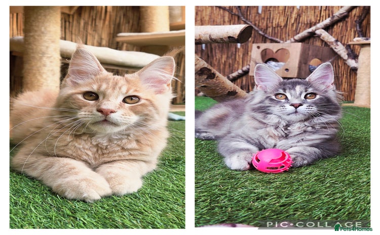 Maine Coon cats - Advert 14
