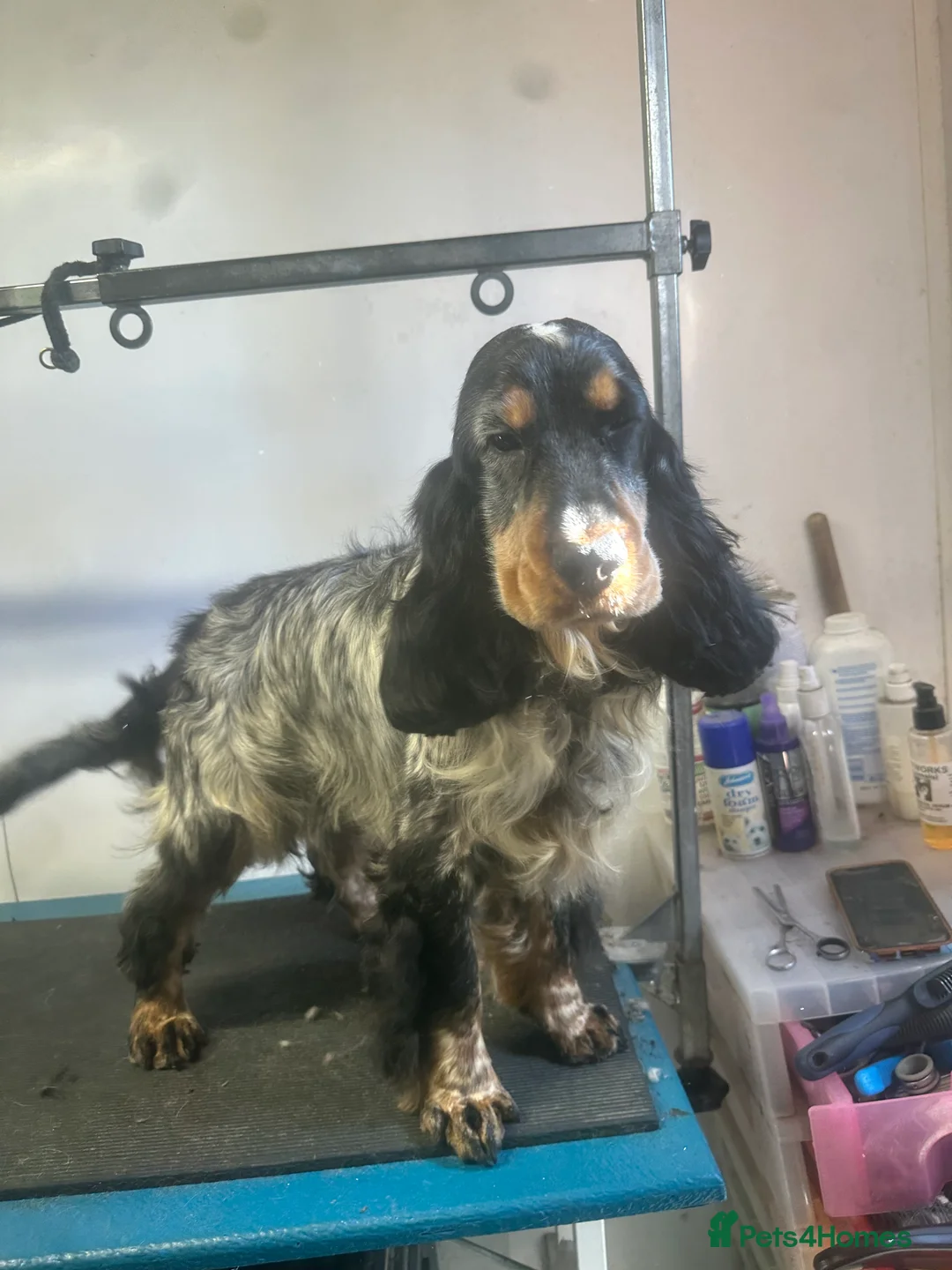 Cocker Spaniel dogs for stud: Blue Roan and Tan Show Cocker Spaniel  - Advert 14
