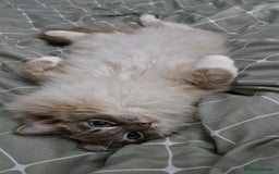 Ragdoll cats for sale: Available Ragdoll female  - Image 4
