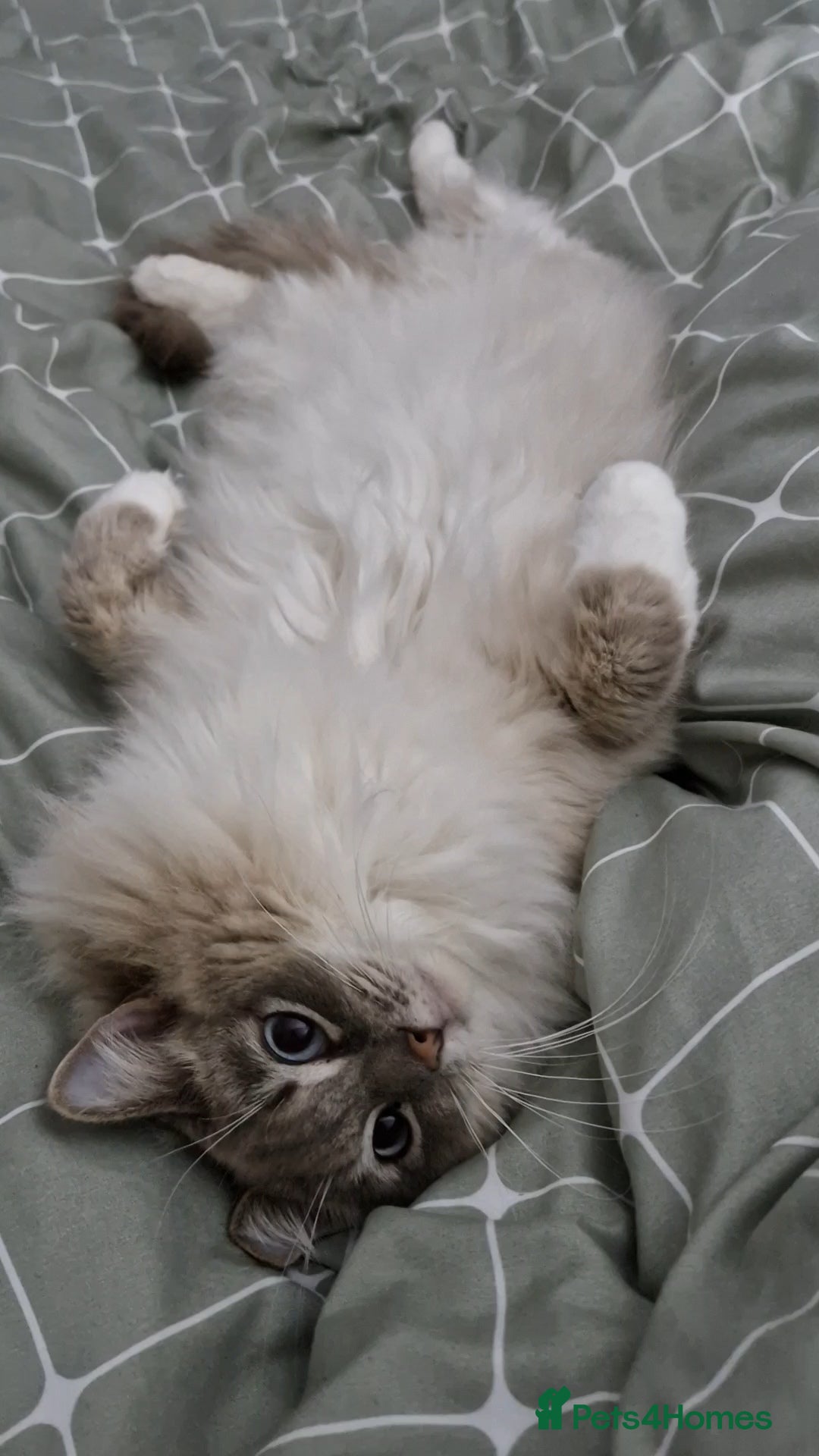 Ragdoll cats for sale: Available Ragdoll female  - Image 4