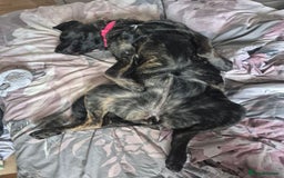 Mixed Breed dogs for sale: Akita cross presa canario  - Image 4
