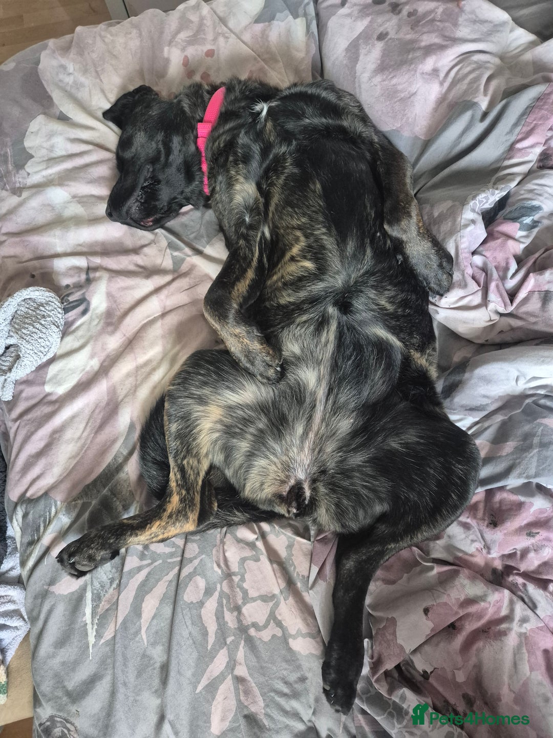 Mixed Breed dogs for sale: Akita cross presa canario  - Image 4