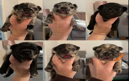 French Bulldog dogs for sale: French bulldog puppies  - Image 6