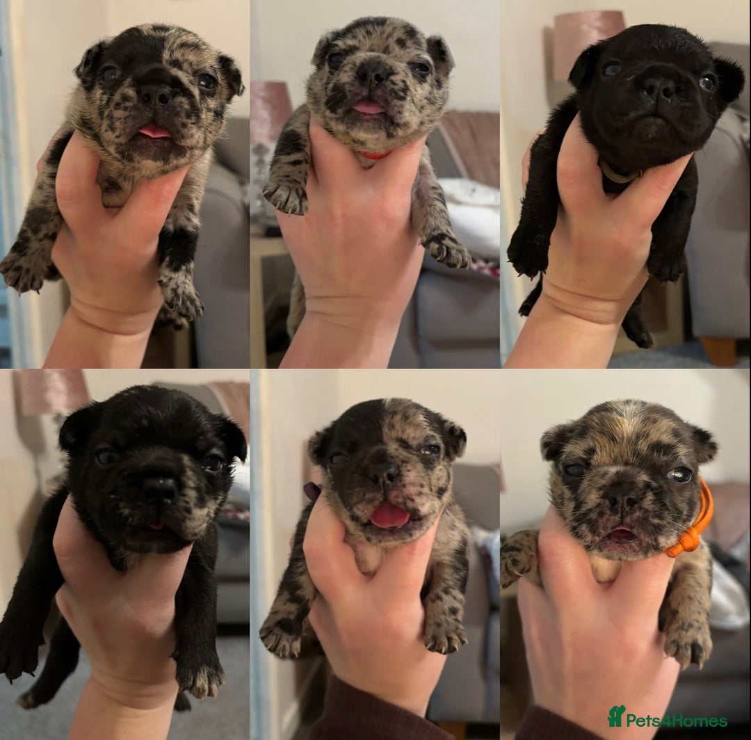 French Bulldog dogs for sale: French bulldog puppies  - Image 6