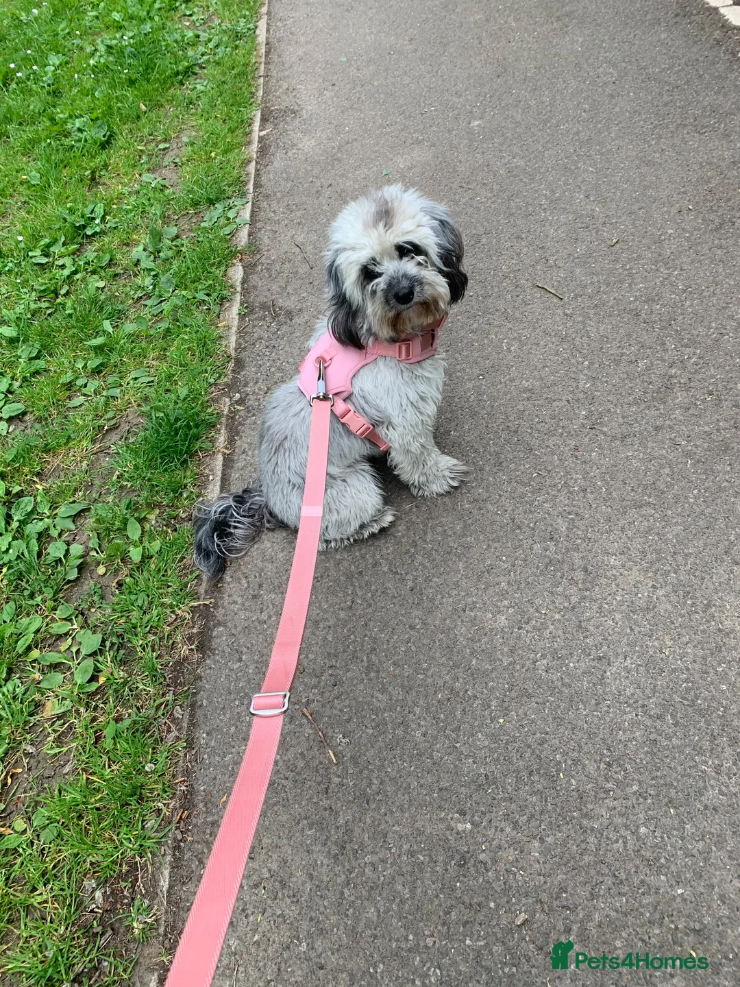 Cockapoo dogs for stud: Girl mini cockapoo looking for a male stud in Lydd in Romney Marsh - Advert 14