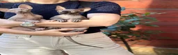 Sphynx cats for sale: One couple of fan in London - Advert 5