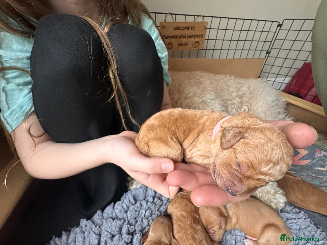 Mixed Breed dogs for sale: Australian Labradoodle puppies born 27th March  - Advert 35