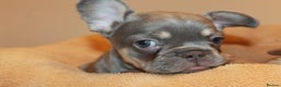 French Bulldog dogs for sale: ULTRA RARE - RAINBOW LITTER NON FLUFFY FRENCHIES - Advert 15
