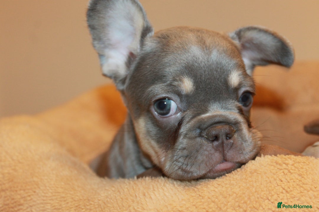 French Bulldog dogs for sale: ULTRA RARE - RAINBOW LITTER NON FLUFFY FRENCHIES - Advert 15