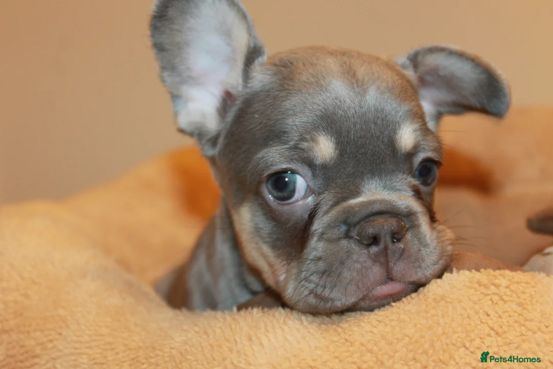 French Bulldog dogs for sale: RARE-NEW SHADE ROJO or LILAC FRENCHIES KC REG - Advert 17