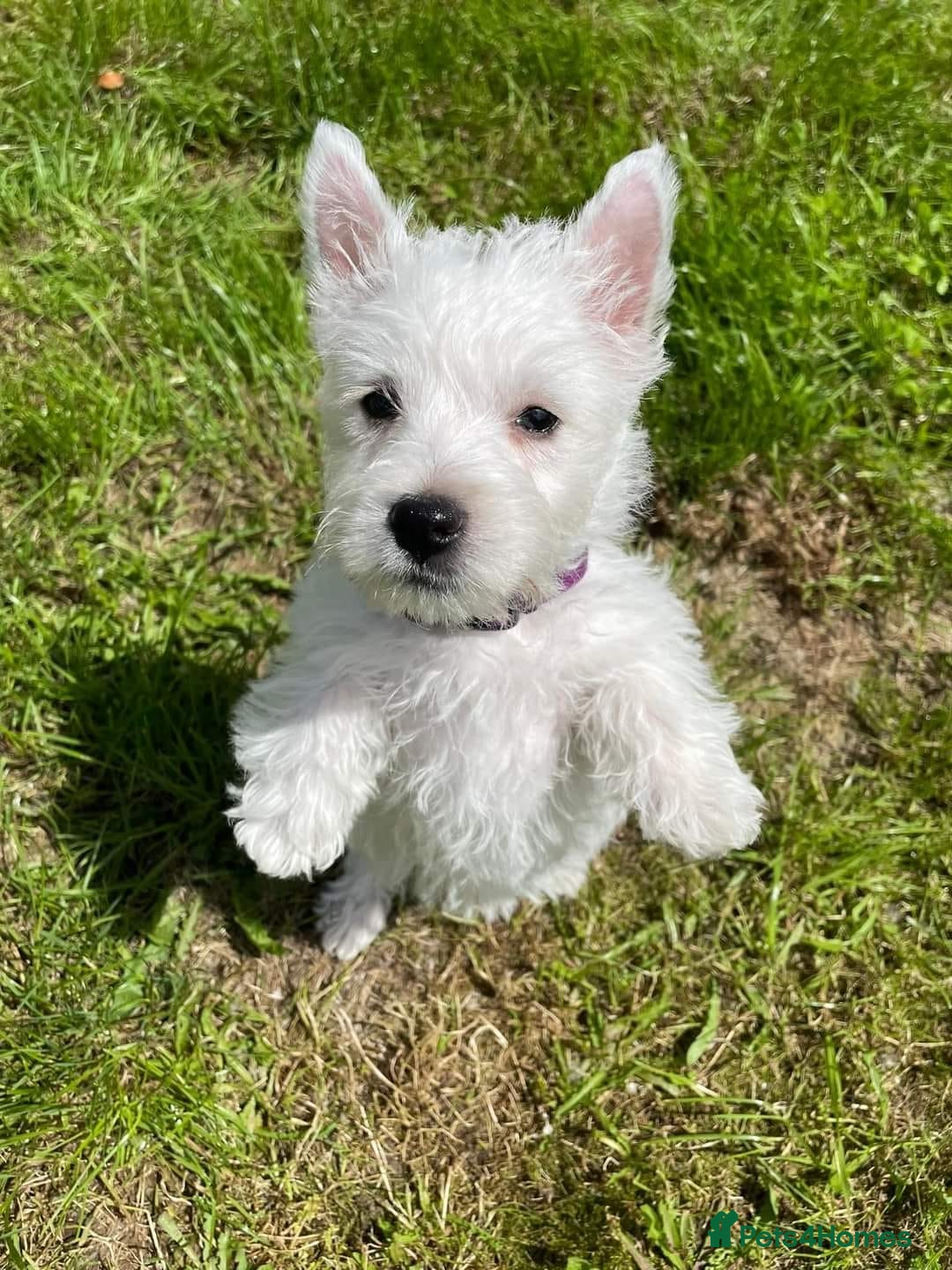 West Highland Terrier dogs for sale: FULLY HEALTH TESTED PUPPIES  - Image 2