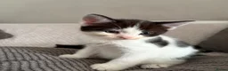 Mixed Breed cats for sale: Main coon X British short hair kittens  in Chessington - Advert 7