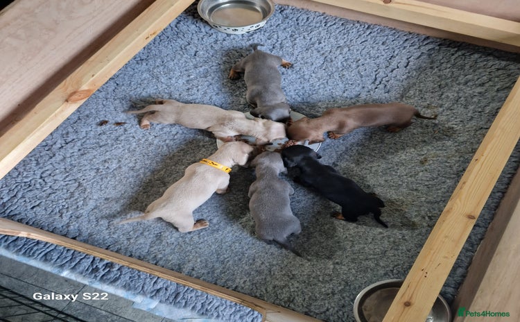 Dachshund dogs in Driffield - Advert 15