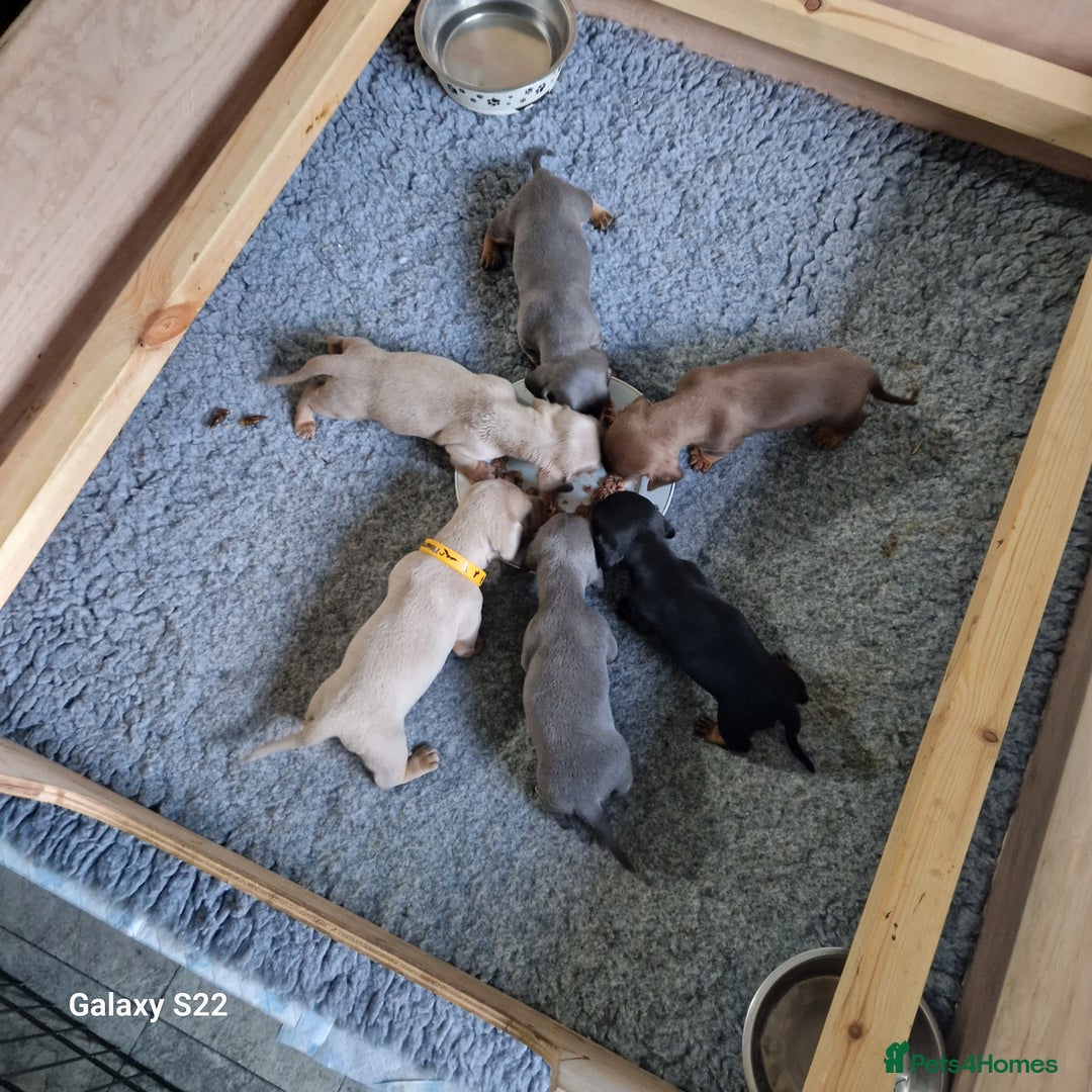 Dachshund dogs for sale: Dachshund puppies  in Driffield - Image 1