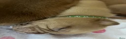 Dogue De Bordeaux dogs for sale: Beautiful chunky Douge de Bordeaux pups - Advert 12