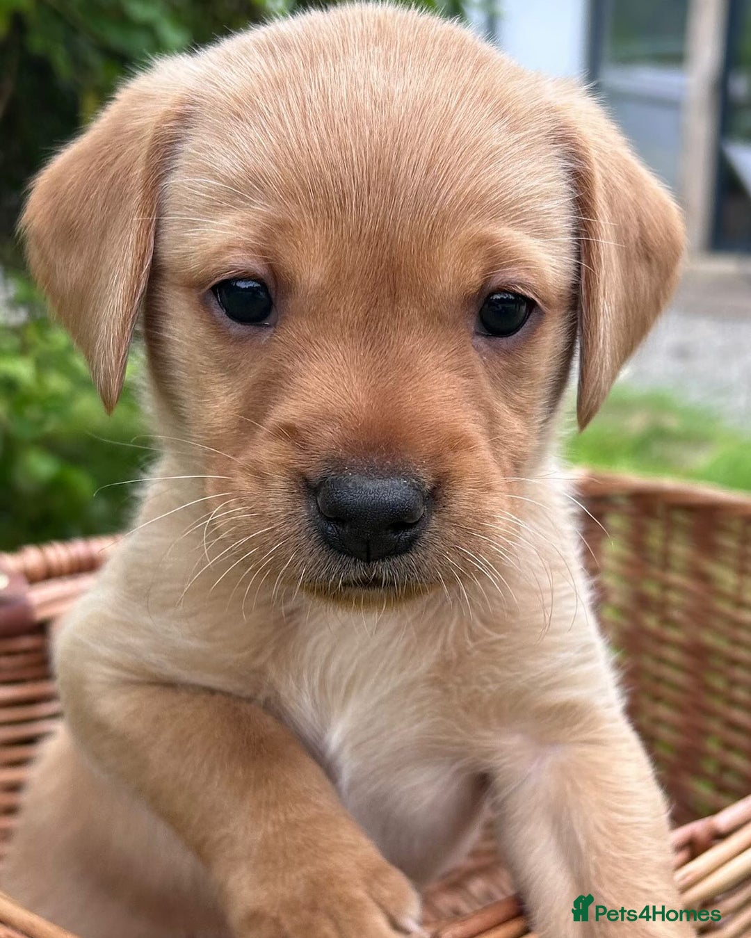 Labrador Retriever dogs for sale: Beautiful KC Registered Fox Red Labrador Puppies - Image 6